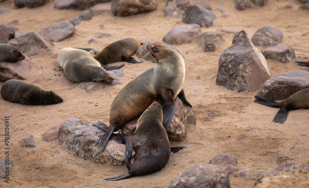 Fototapeta premium A Cape fur seal suckles its pup along the Skeleton Coast of Namibia.
