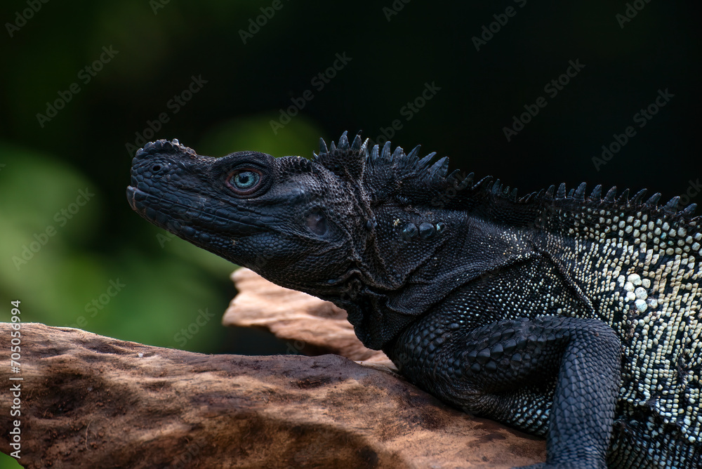 Fototapeta premium Close-up head of a Sulawesi sailfin lizard