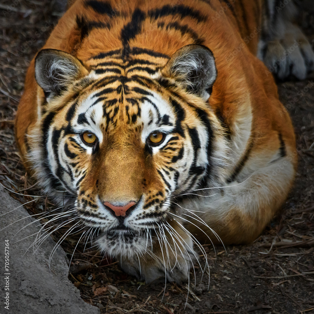 Naklejka premium Close-up of a Siberian tiger