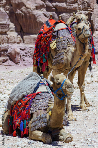 Jordan. Camels rest while waiting for tourists. Ancient rock-cut city of Petra. Petra is capital of Nabataean kingdom. Pink City of Petra is one of seven new wonders of world.