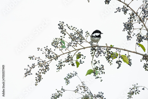 Among the berries of privet, fine art portrait of Coal tit (Periparus ater on Ligustrum vulgare) photo