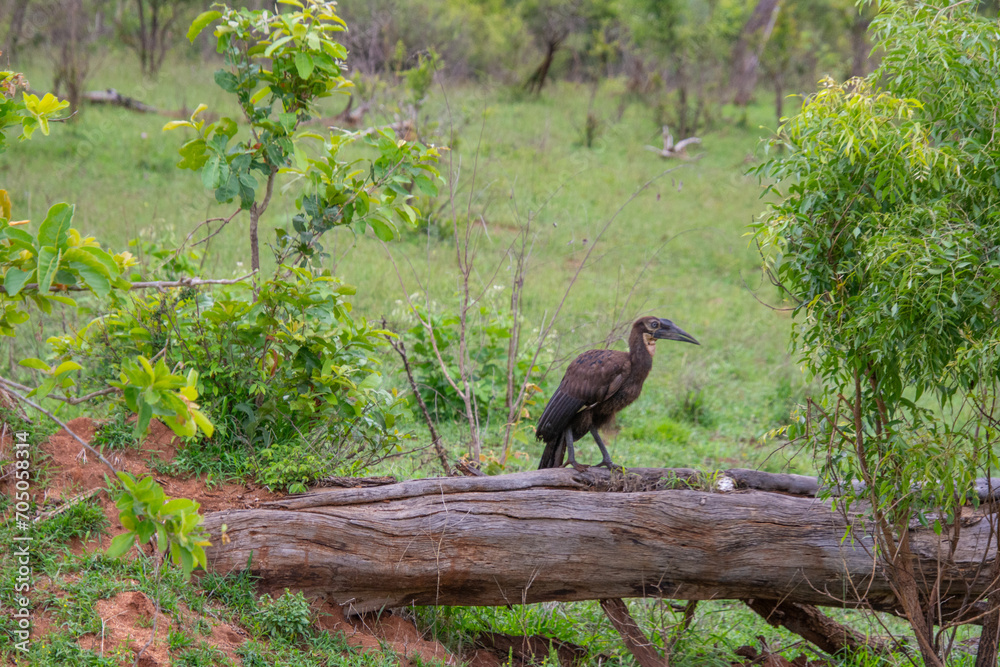 Fototapeta premium southern ground hornbill perched on a tree trunk in the Kruger Park in South Africa