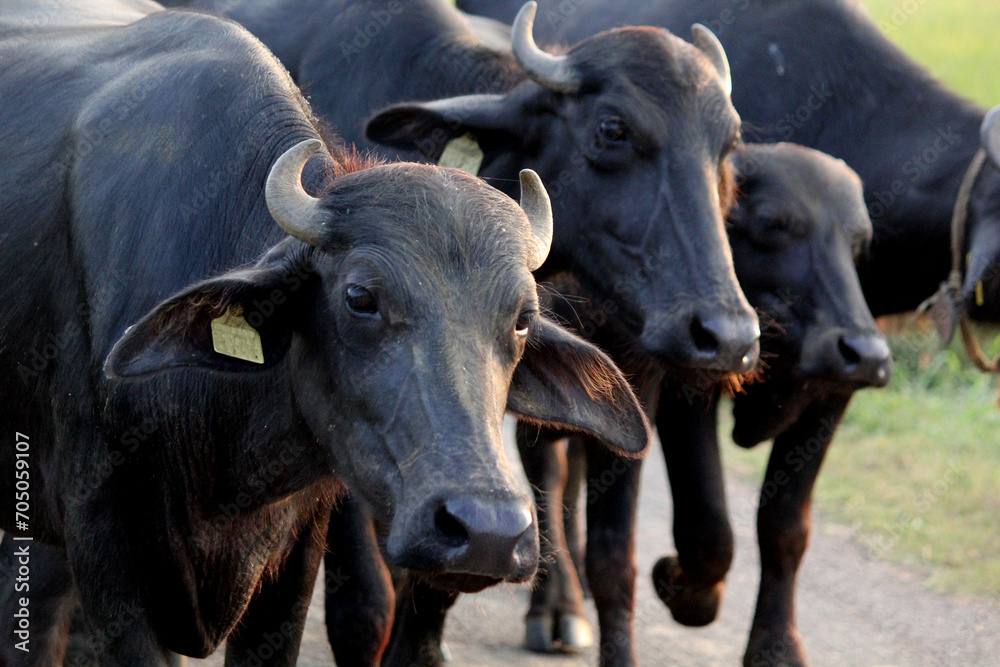 buffalos indian on street of lands