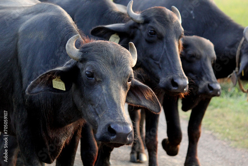 buffalos indian on street of lands