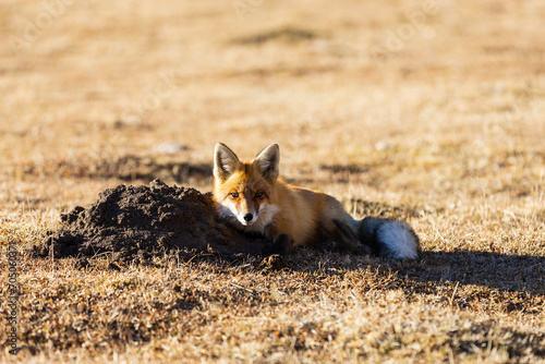 A red fox next to its burrow