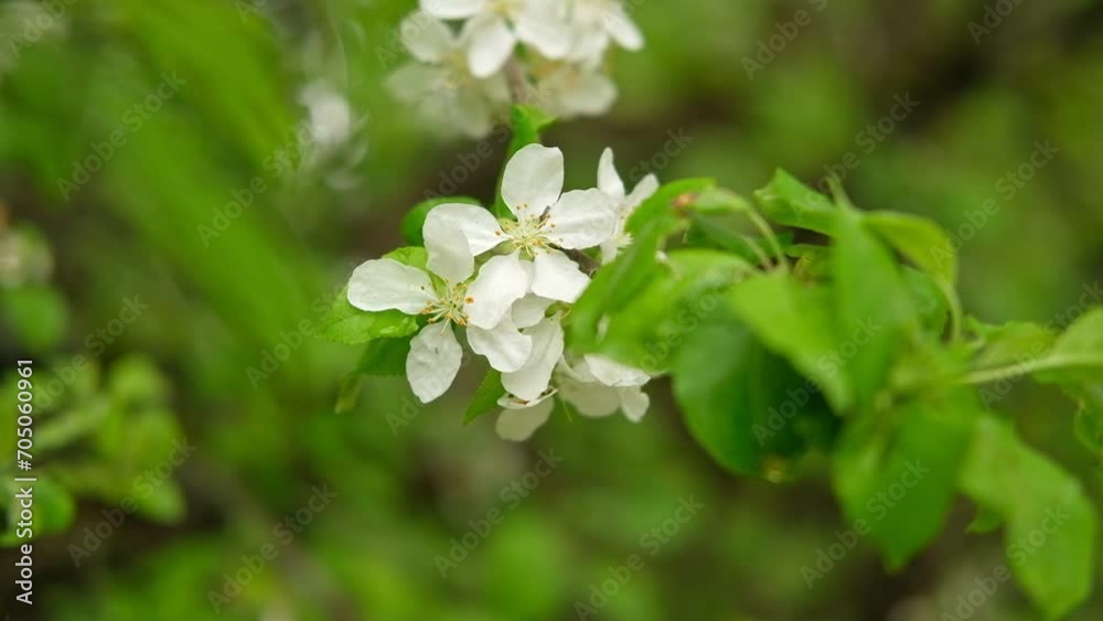 Blossoming spring branches with flowers Banner. Flowering fruit tree white flower. Apple, pear in the garden. High quality video for wallpaper, travel blog, magazine, Digital billboards. Bio eco ad
Blossoming spring branches with flowers Banner. Flowering fruit tree white flower. Apple, pear in the garden. High quality video for wallpaper, travel blog, magazine, Digital billboards. Bio eco ad