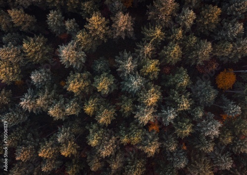 Forêt de sapin vue du dessus en drone