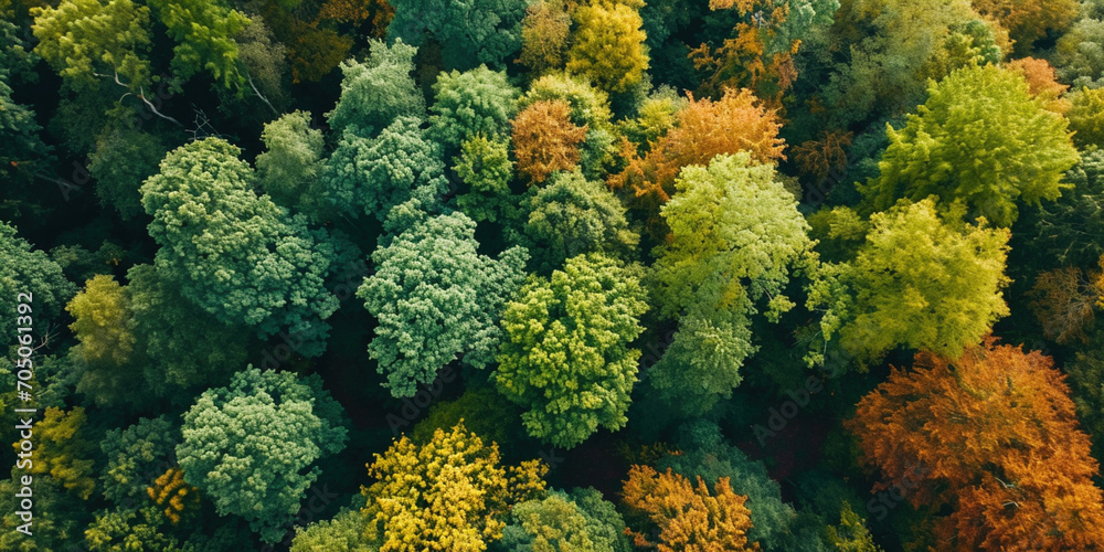 Soft light in countryside woodland or park. Drone shoot above colorful green autumn texture in nature. Bright forest, green deciduous trees. Summer in forest aerial top view.