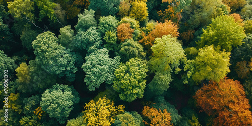 Soft light in countryside woodland or park. Drone shoot above colorful green autumn texture in nature. Bright forest, green deciduous trees. Summer in forest aerial top view.