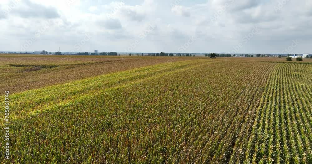 field of paddy