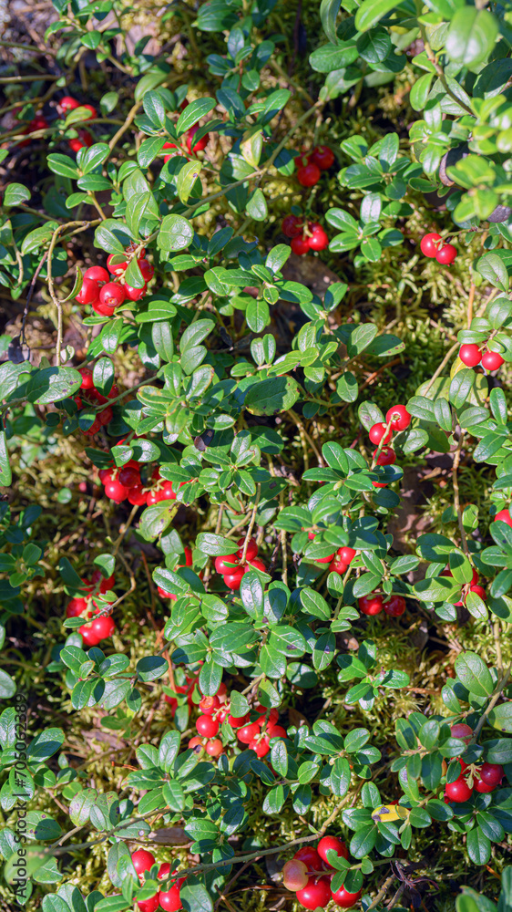 Red lingonberry is a ripe forest berry.