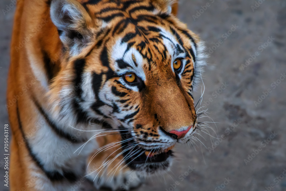Fototapeta premium Close-up of a Siberian tiger