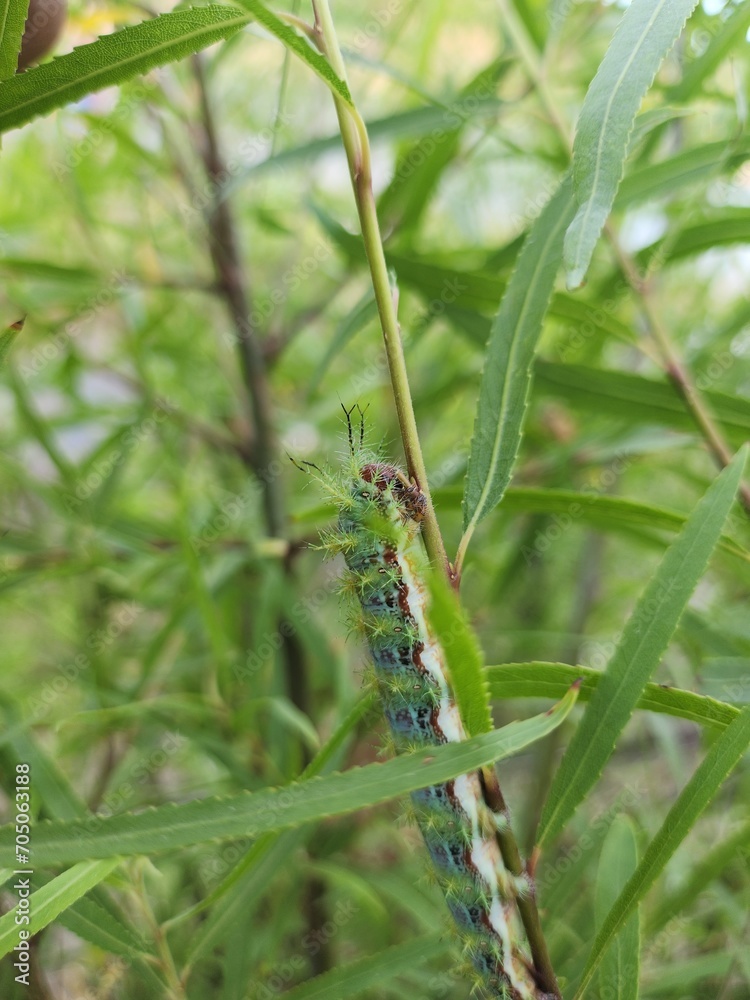 Cuncuna (Ormiscodes amphimone) 