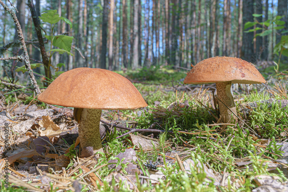 Fototapeta premium Edible mushroom in the forest in summer.