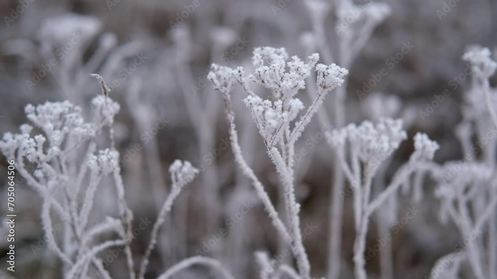 Frozen iced tree branches and leaves during foggy cold day. Macro close up view of icy twigs, grass covered by snow against winter forest. Plants in the wood at frosty weather. Nature landscape video Frozen iced tree branches and leaves during foggy cold day. Macro close up view of icy twigs, grass covered by snow against winter forest. Plants in the wood at frosty weather. Nature landscape video