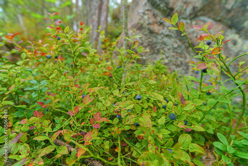 Wild blueberry in the summer forest.