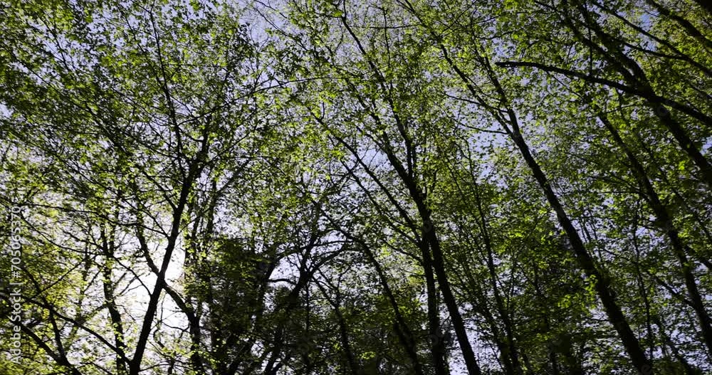 trees with the first foliage in the forest in the spring season, the first foliage on trees in the spring season trees with the first foliage in the forest in the spring season, the first foliage on trees in the spring season