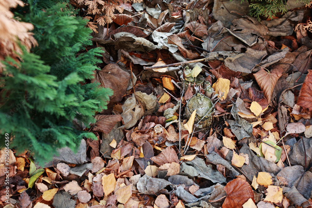 Dry leaves in winter for compost.