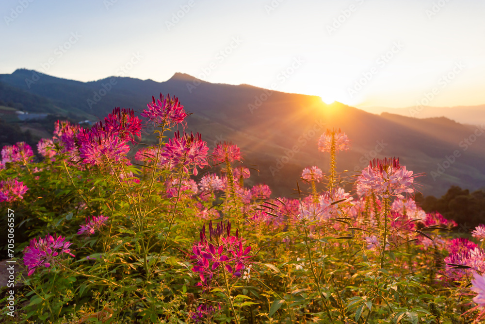 Field of beautiful pink flowers in mountain forest with sunrise light in the morning