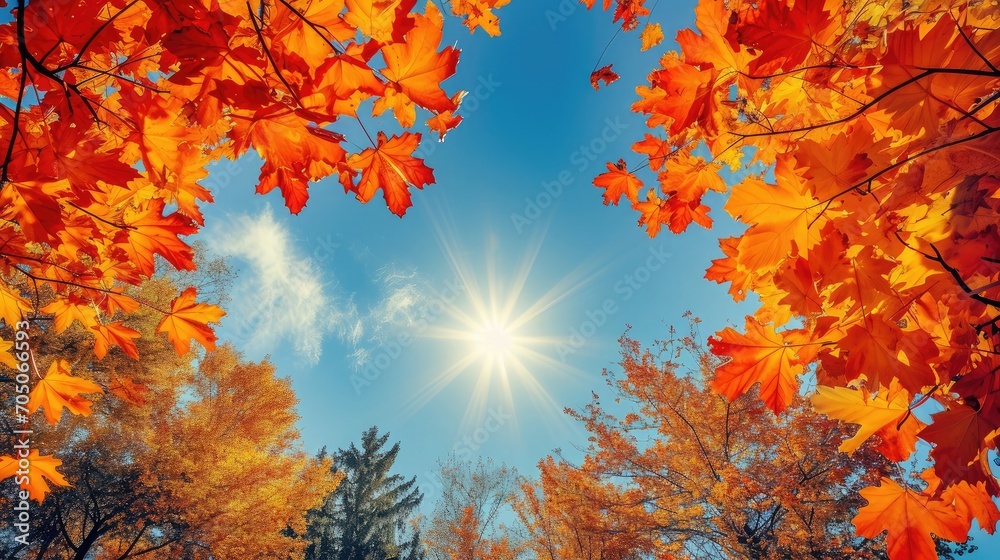 Autumn forest background. Vibrant color tree, red orange foliage in fall park. Nature change Yellow leaves in october season Sun up in blue heart shape sky Sunny day weather 