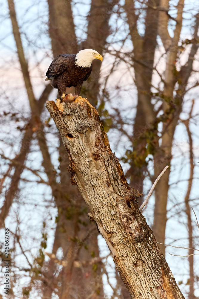 Bald eagle eating a meal on top of a severed tree Bald eagle eating a meal on top of a severed tree