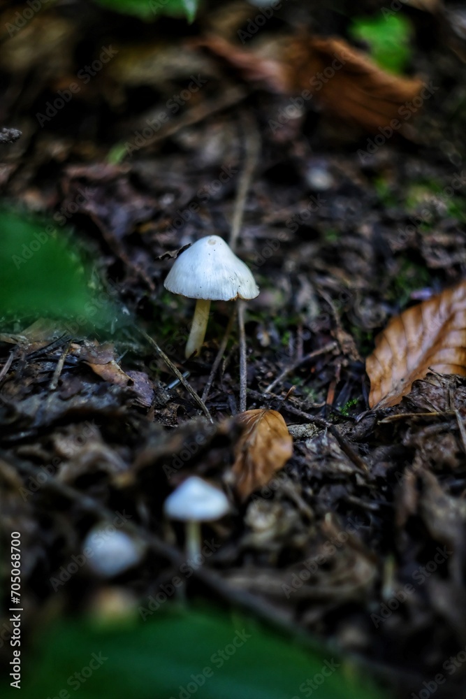 mushroom in the forest mushroom in the forest