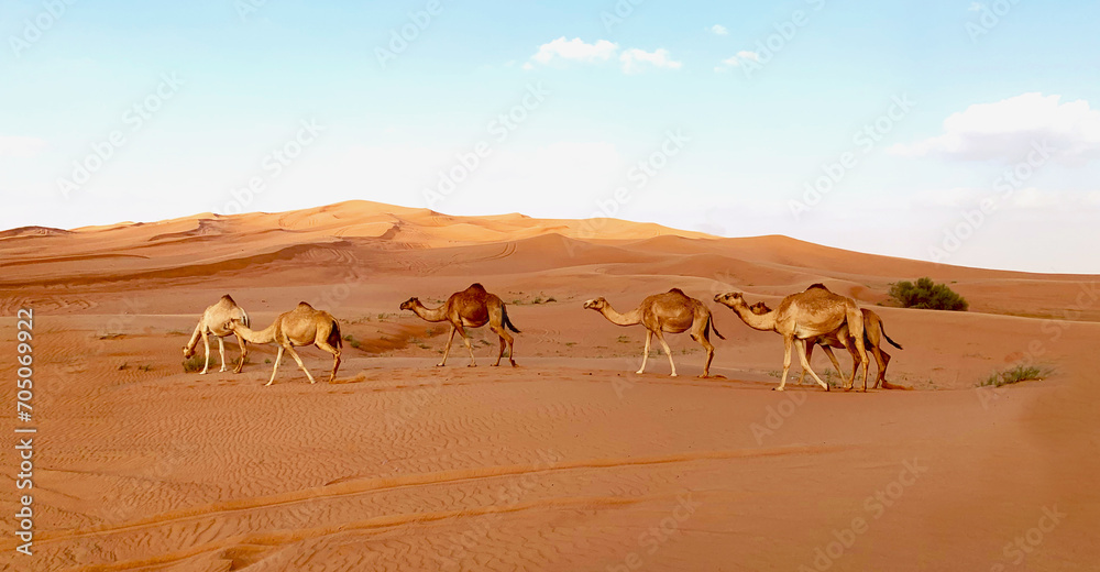 Fototapeta premium Dubai desert, camels