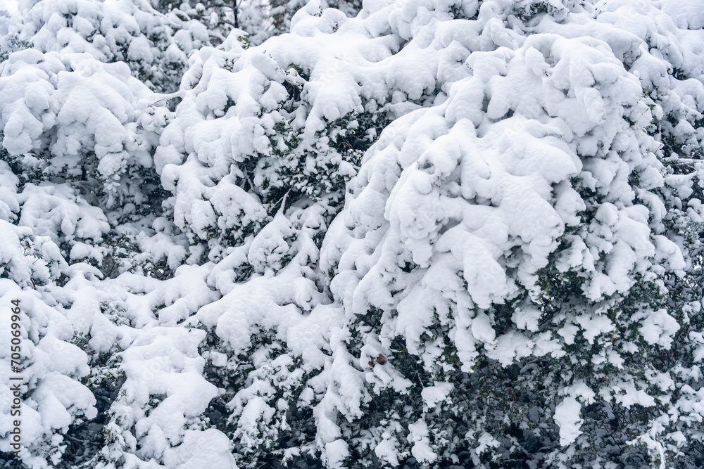 Winter background of snow covered plants trees and branches in the city park on cold day. White nature Winter background of snow covered plants trees and branches in the city park on cold day. White nature