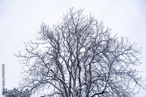 Winter background of snow covered plants trees and branches in the city park on cold day. White nature