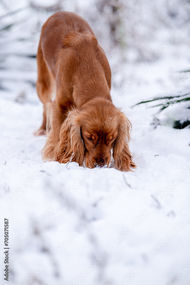 An English Cocker Spaniel was on the trail in snowy weather.