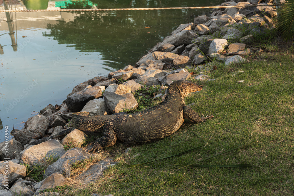 Fototapeta premium Monitor Lizard resting on the grass near the pond at Makut Rommayasaran Park, Nonthaburi, Thailand