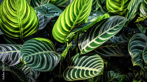 Calathea plant leaves background  showcasing tropical beauty in a vibrant stock photo perfect for versatile designs