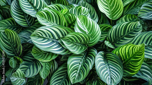 Calathea plant leaves background, showcasing tropical beauty in a vibrant stock photo perfect for versatile designs photo