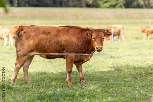 A Red Brown Cow Grazing in a Field