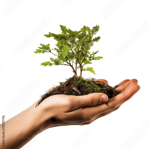 Hands tree in soil on transparent background photo