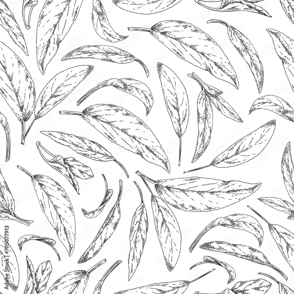 Sage leaves seamless pattern.