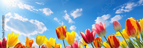 Colorful tulips flower under blue sky