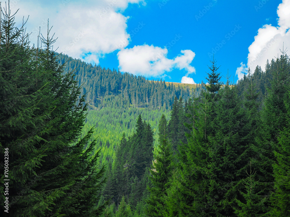 The alpine forested mountainsides of Caindrel Mountains. The mountain peaks are positioned along Sadu Valley. Summer, the coniferous forests are all green. Carpathia, Romania. - obrazy, fototapety, plakaty 