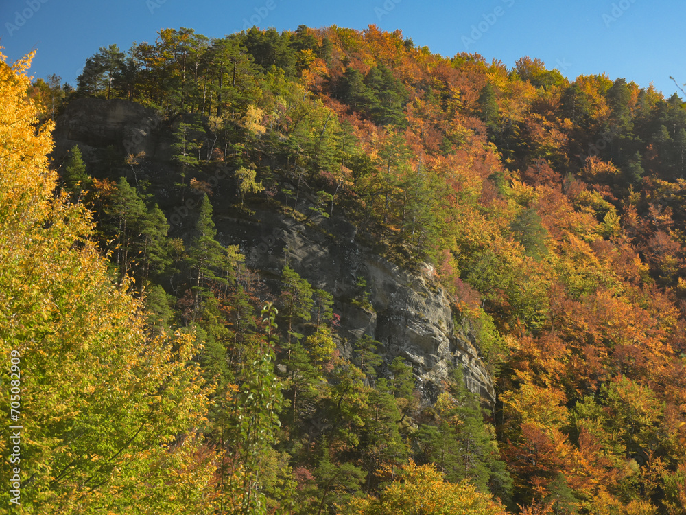 Several pine trees growing on  an abrupt cliff in the middle of a beech forest. Autumn season, the woodlands are colorful. Yellow and orange leaves are populating the mountains. Carpathia, Romania.