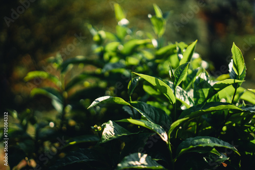 Fresh green tea leaf shoots in nature