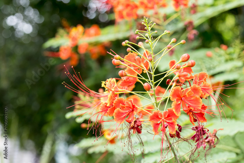 Beautiful Peacock Flowers in the park. photo