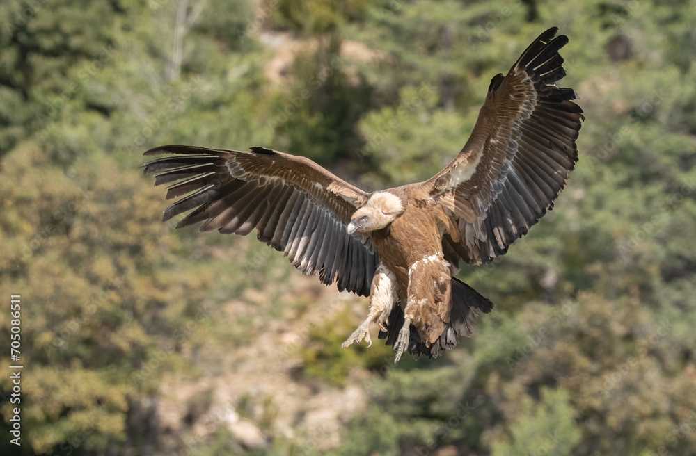 griffon vulture landing on the mountain griffon vulture landing on the mountain