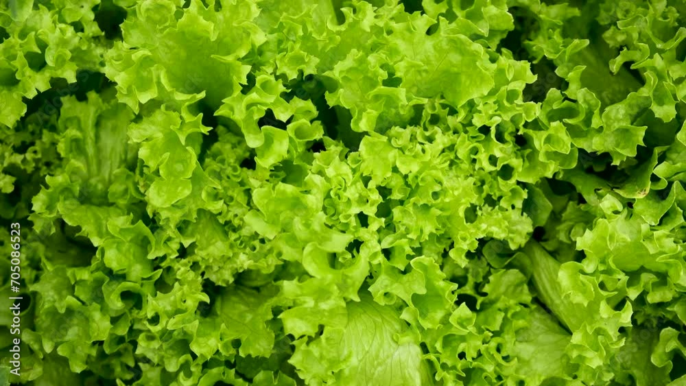 lettuce growing in the garden. Selective focus. lettuce growing in the garden. Selective focus.