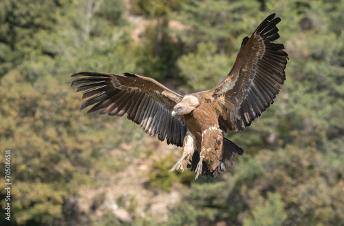 griffon vulture landing on the mountain