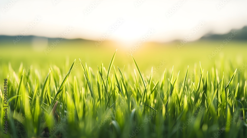 Fresh grass in the field at sunrise. Spring wallpaper. Fresh grass in the field at sunrise. Spring wallpaper.