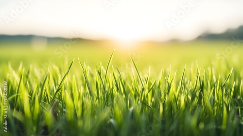 Fresh grass in the field at sunrise. Spring wallpaper.