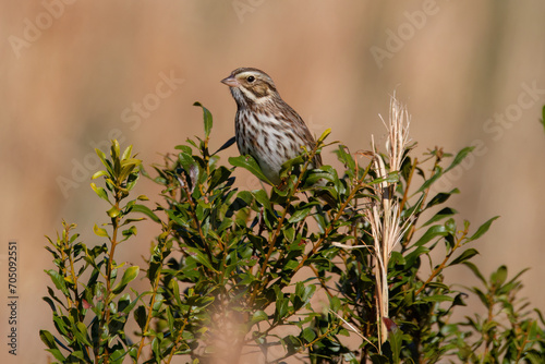 Savannah Sparrow perched on shrub photo