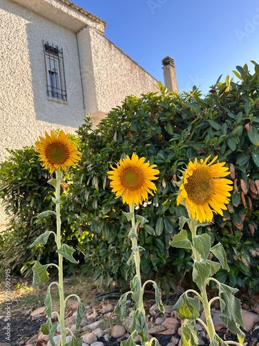 sunflowers in the garden