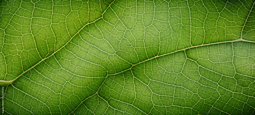 Fototapeta premium The texture of a green tree leaf, generative AI
