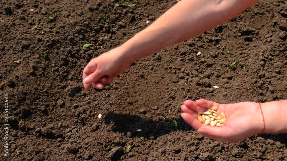 a woman sows seeds in a vegetable garden. Selective focus. a woman sows seeds in a vegetable garden. Selective focus.